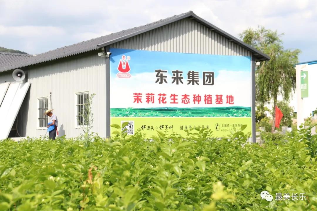 茉莉花種成“致富花”  羅聯(lián)鄉(xiāng)村民樂了