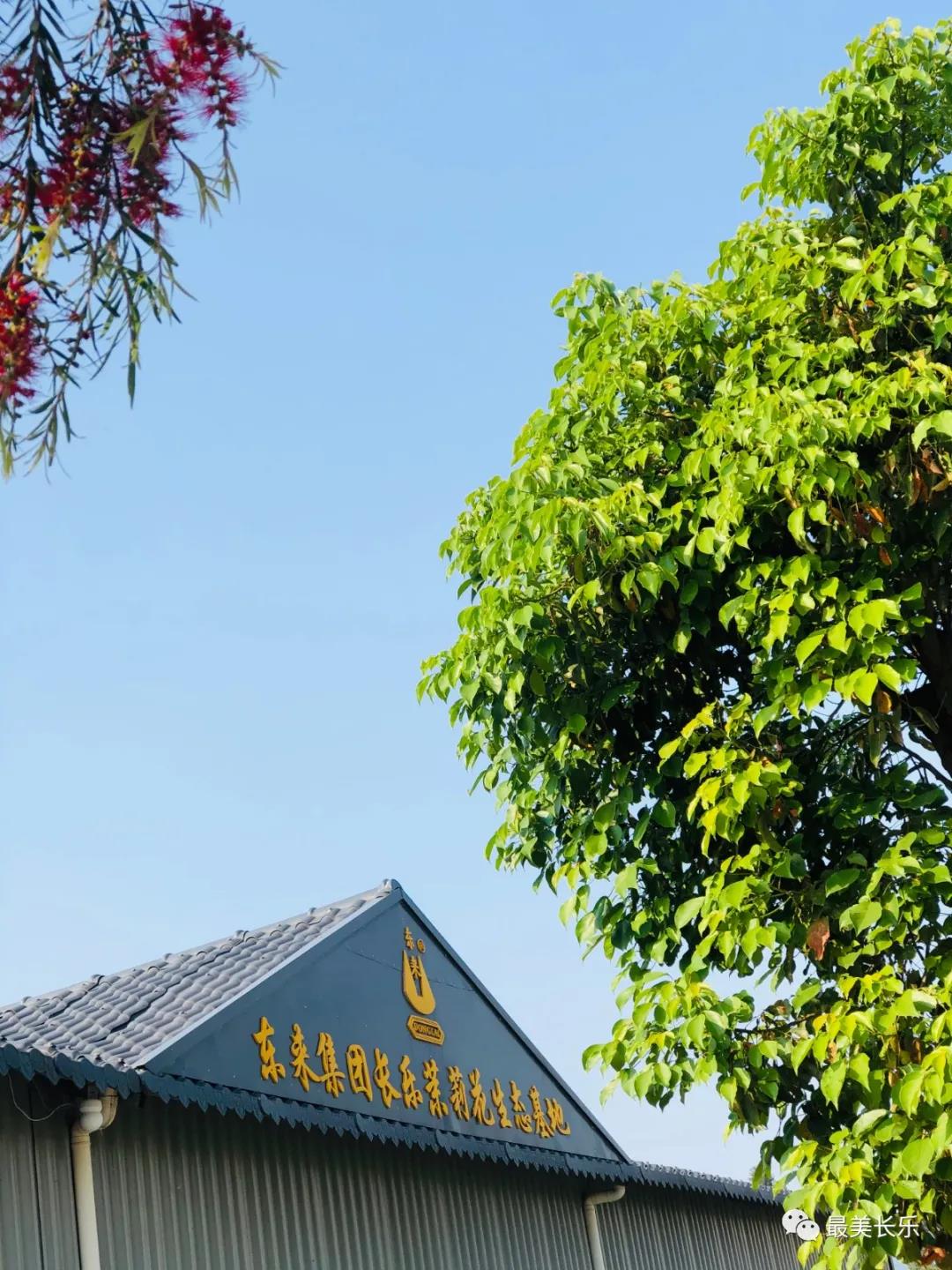 茉莉花種成“致富花”  羅聯(lián)鄉(xiāng)村民樂了