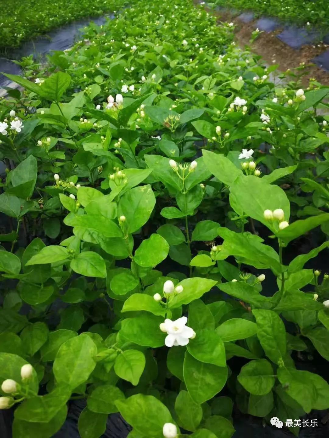 茉莉花種成“致富花”  羅聯(lián)鄉(xiāng)村民樂了