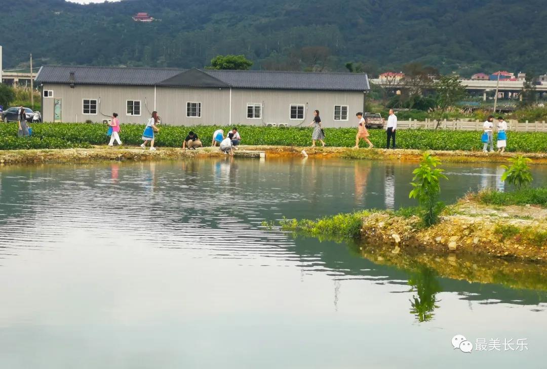 茉莉花種成“致富花”  羅聯(lián)鄉(xiāng)村民樂了