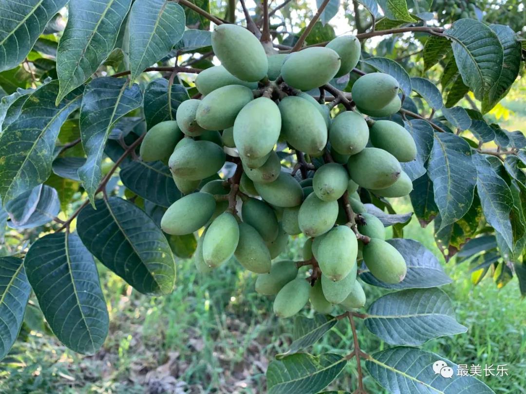 兄弟同心 橄欖生“金” 長樂首占鎮(zhèn)禮元村走出一條特色農(nóng)業(yè)路