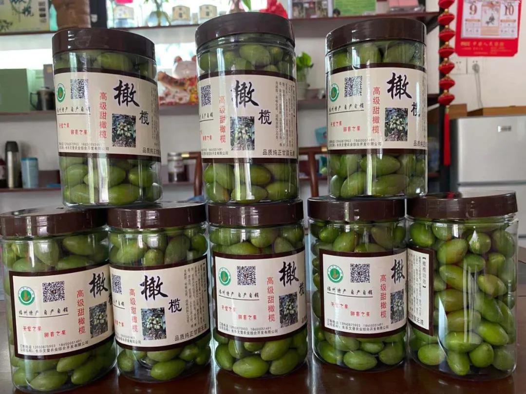兄弟同心 橄欖生“金” 長樂首占鎮(zhèn)禮元村走出一條特色農(nóng)業(yè)路
