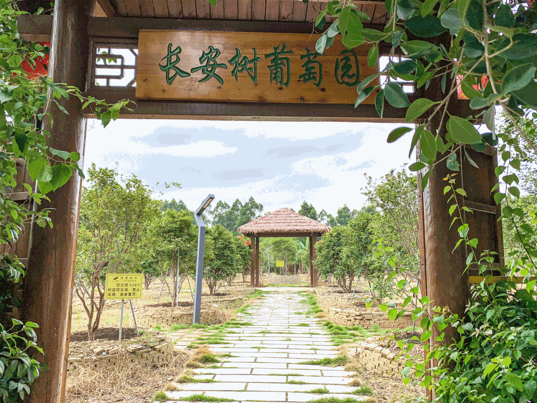 長安村：鼓起“錢袋子” 讓村民更有幸福感