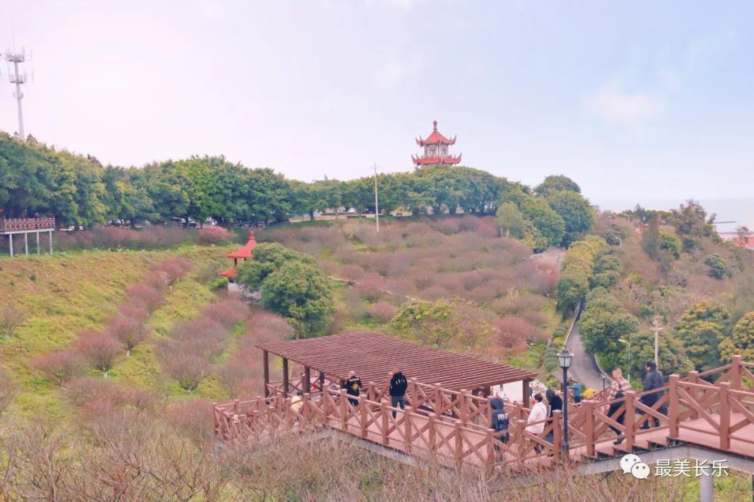 良辰“梅”景 暗香拂袖，長樂這座古城漫山梅花已如約而至......