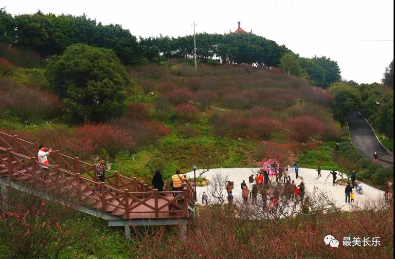 良辰“梅”景 暗香拂袖，長樂這座古城漫山梅花已如約而至......