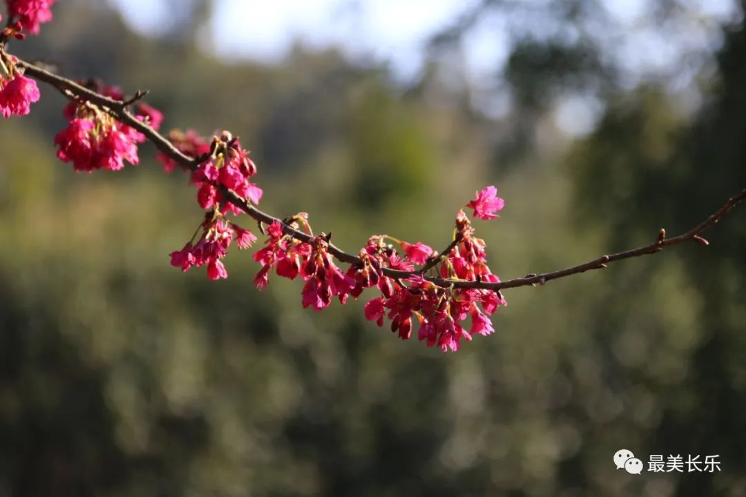 美翻了！長(zhǎng)樂(lè)這里近萬(wàn)株山櫻花驚艷綻放！地點(diǎn)就在……