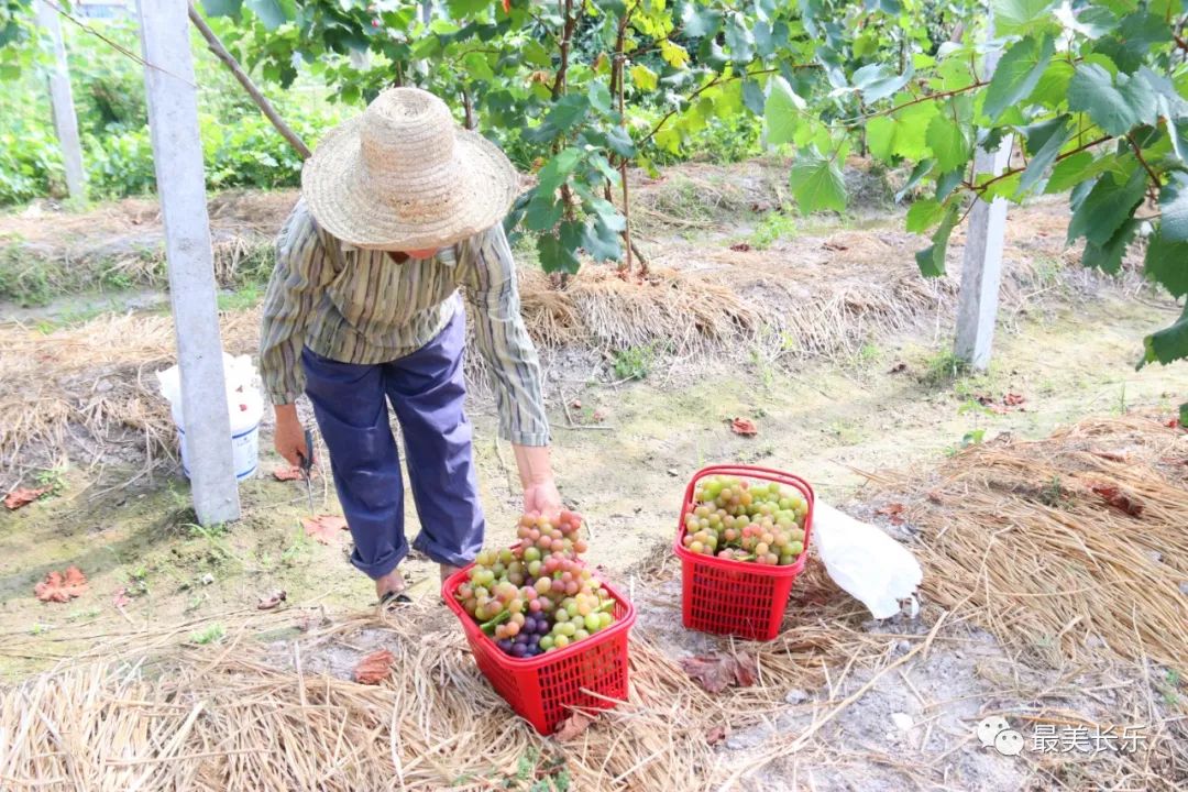 豐收綴滿藤！這里的“金”葡萄甜蜜來襲！