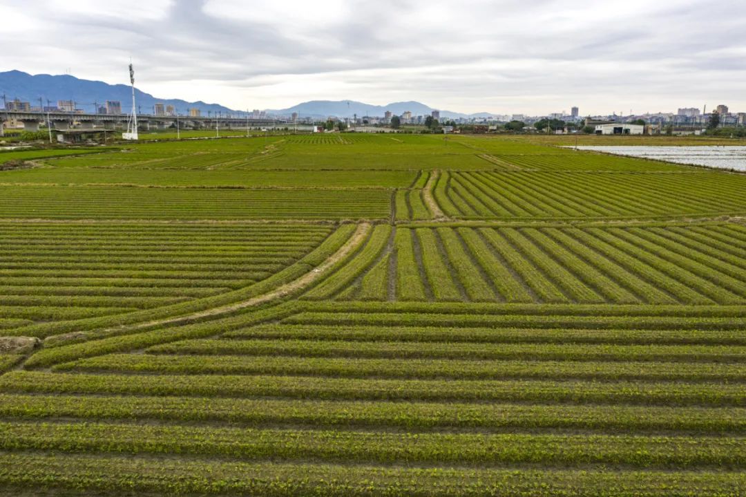 種出“薯”光，這片地有“錢”景！