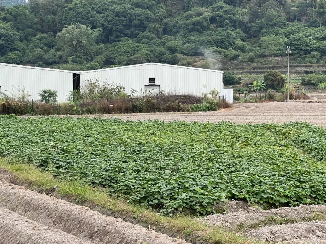 爽脆清甜！長樂這個村百余畝白地瓜喜獲豐收！