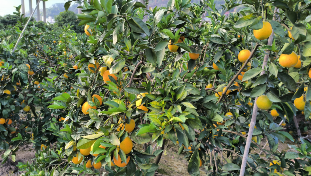 “橙”果喜人！快來湖里村！