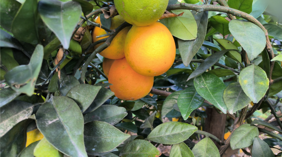 “橙”果喜人！快來湖里村！