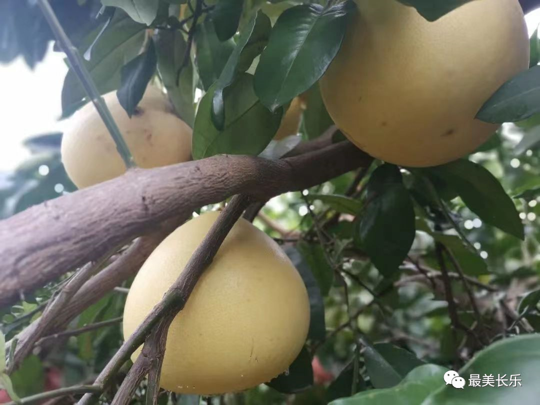 能分紅！長樂這個(gè)村，牛！