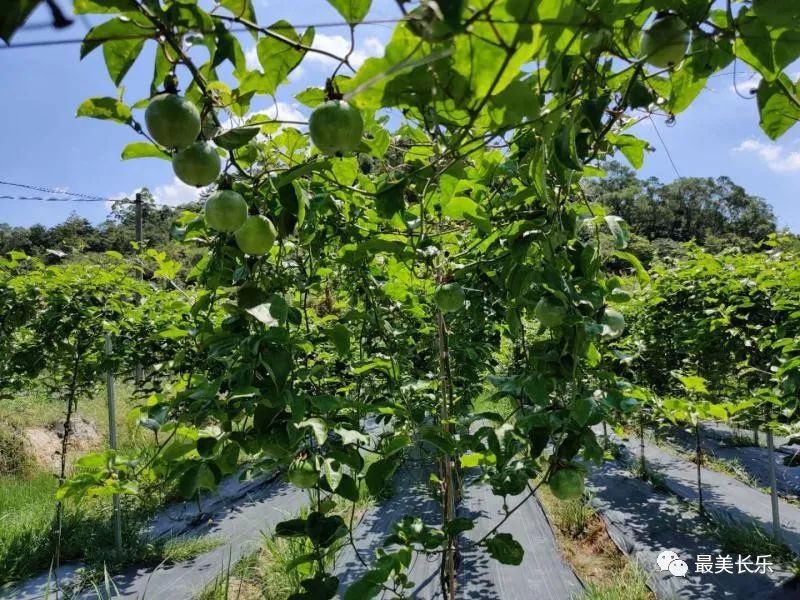 亮出底氣！長樂這個(gè)村這樣充實(shí)“里子”