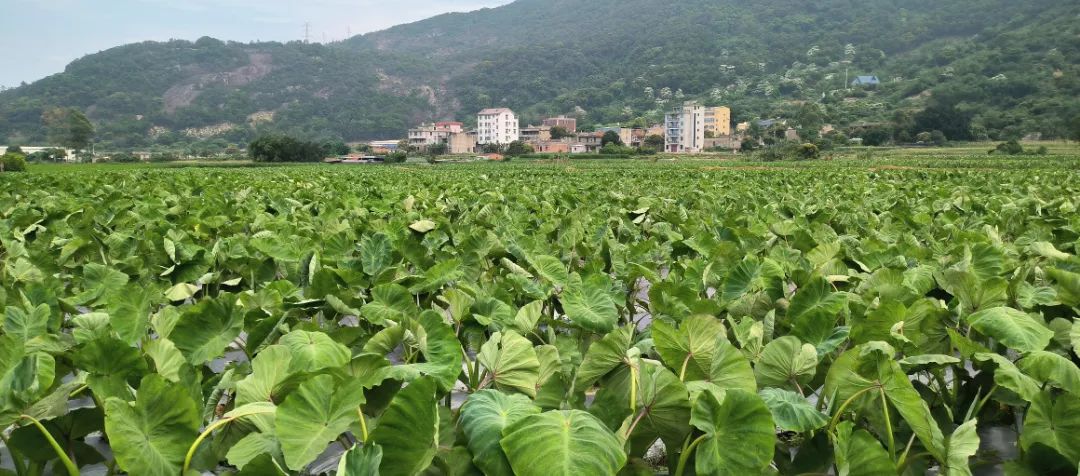 1個(gè)頂10個(gè)！田地這個(gè)“新幫手”，太酷啦！