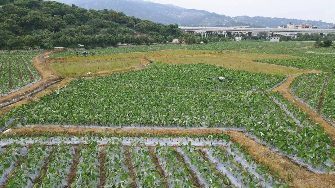 1個(gè)頂10個(gè)！田地這個(gè)“新幫手”，太酷啦！