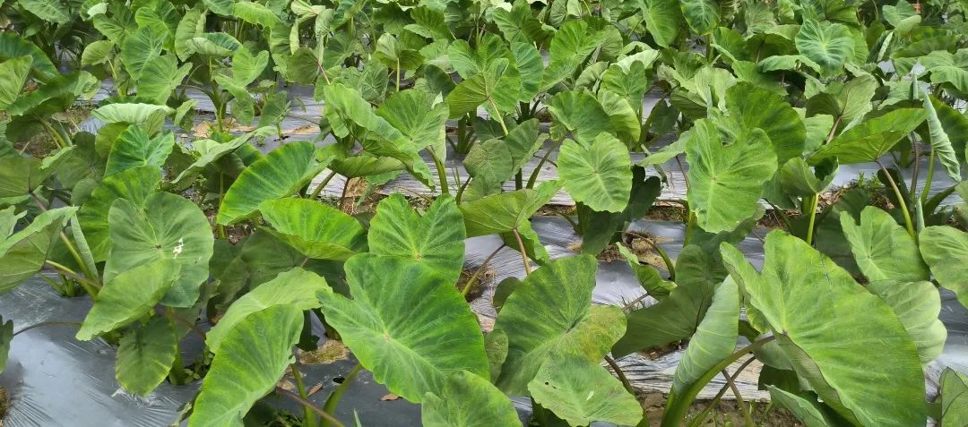 1個(gè)頂10個(gè)！田地這個(gè)“新幫手”，太酷啦！