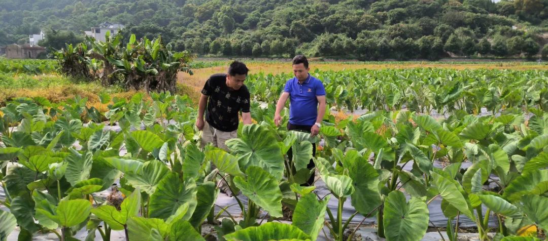 1個(gè)頂10個(gè)！田地這個(gè)“新幫手”，太酷啦！