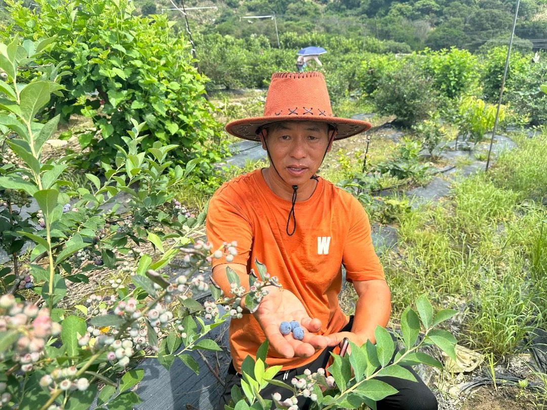采摘走起！長樂這里大片“漿果皇后”豐收！