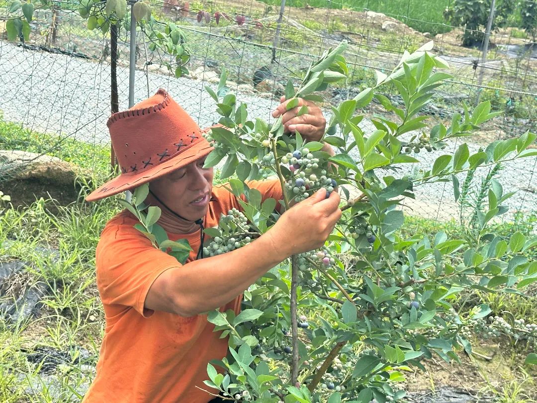 采摘走起！長樂這里大片“漿果皇后”豐收！