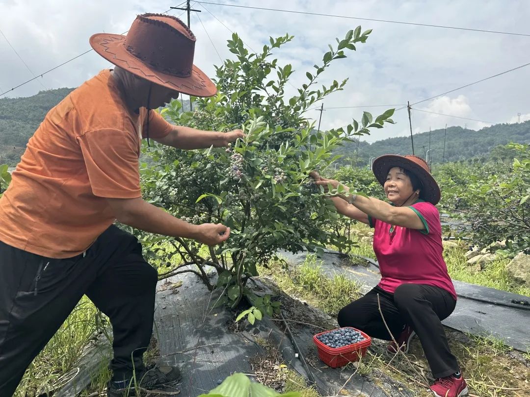 采摘走起！長樂這里大片“漿果皇后”豐收！