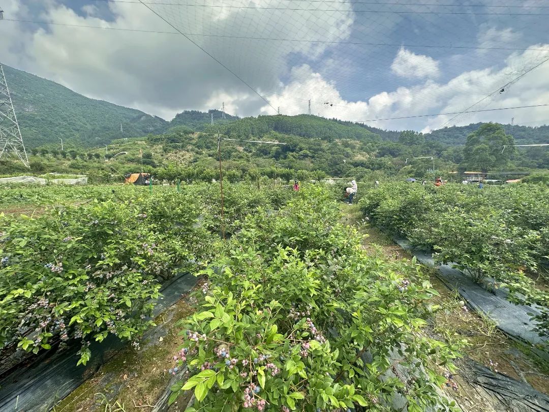 采摘走起！長樂這里大片“漿果皇后”豐收！