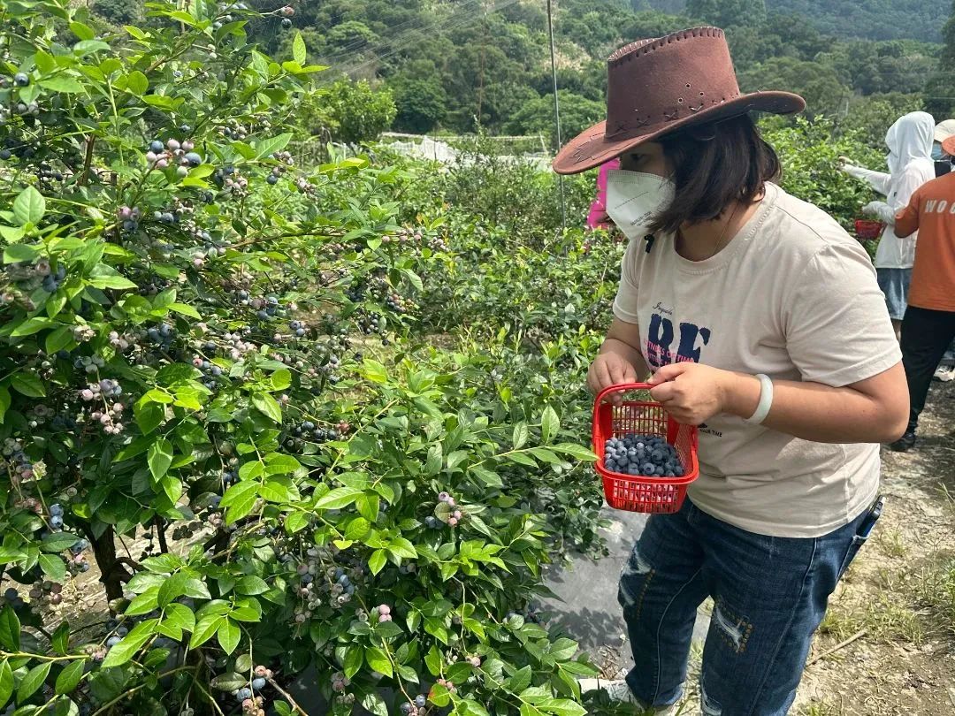 采摘走起！長樂這里大片“漿果皇后”豐收！