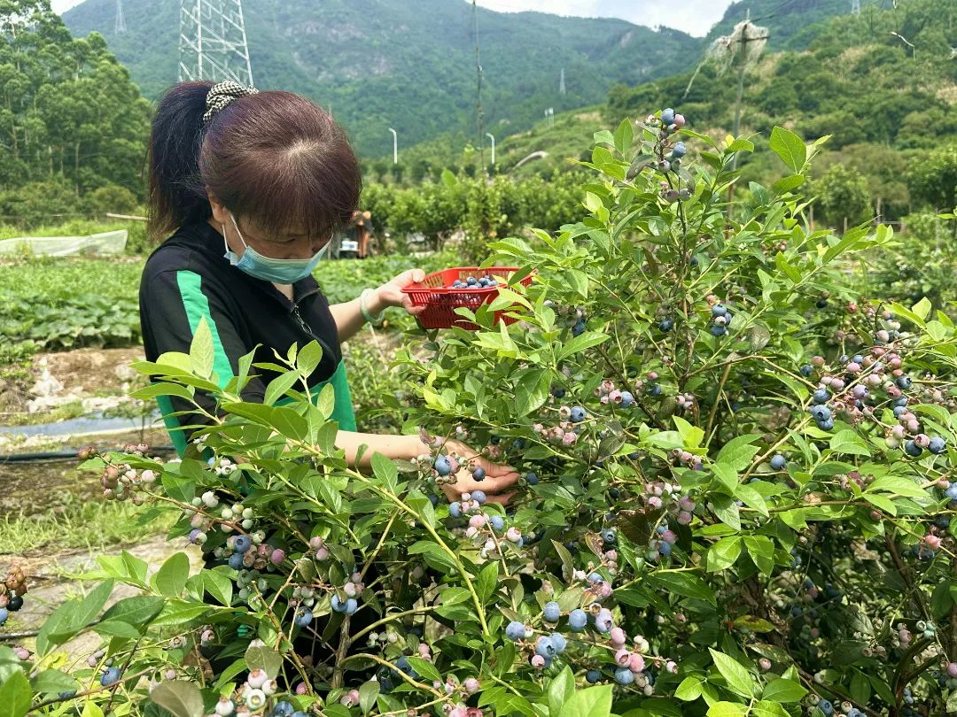采摘走起！長樂這里大片“漿果皇后”豐收！