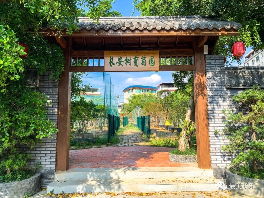 零添加！富含花青素！快來(lái)長(zhǎng)安村嘗鮮！
