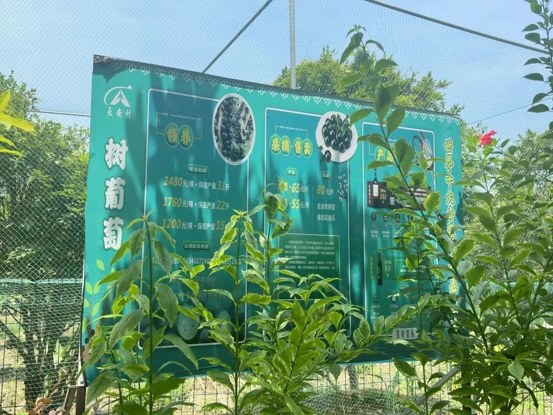 零添加！富含花青素！快來(lái)長(zhǎng)安村嘗鮮！
