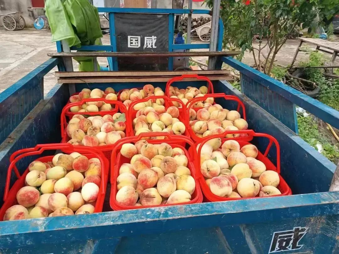 “桃”醉一夏！長樂這里水蜜桃爆單啦！