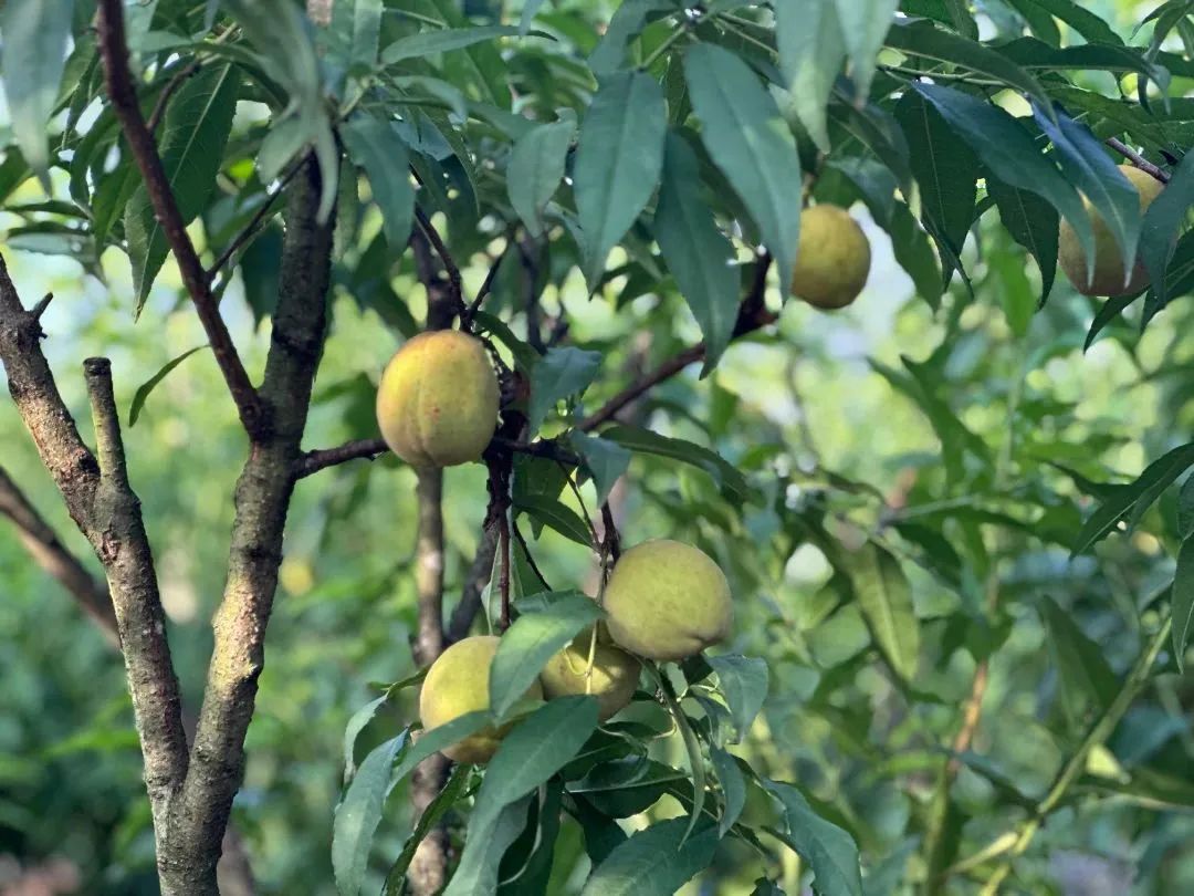 “桃”醉一夏！長樂這里水蜜桃爆單啦！