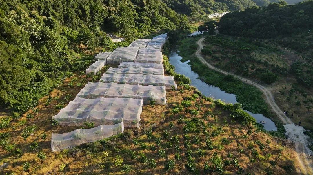 “桃”醉一夏！長樂這里水蜜桃爆單啦！