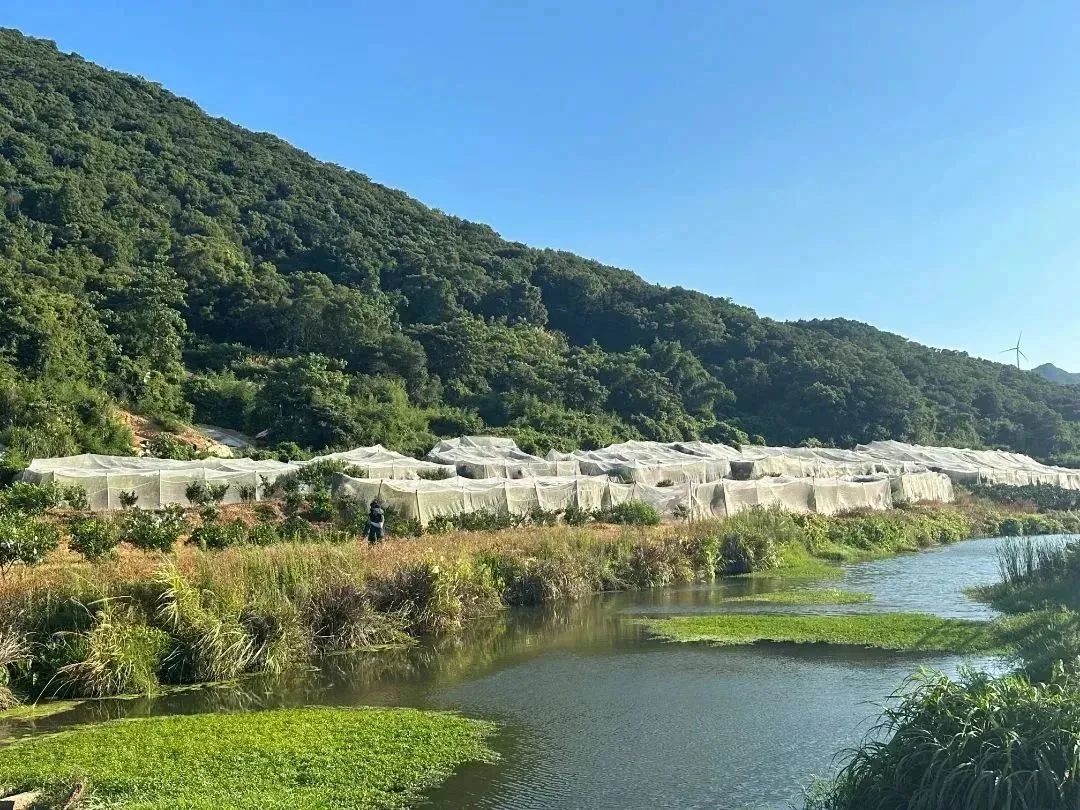 “桃”醉一夏！長樂這里水蜜桃爆單啦！