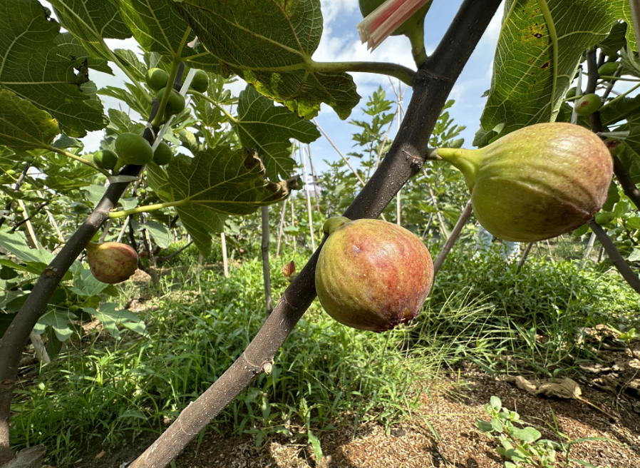 長(zhǎng)樂這里的夏日“小籠包”已成熟，就等你來(lái)采摘啦！