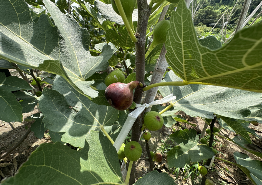 長(zhǎng)樂這里的夏日“小籠包”已成熟，就等你來(lái)采摘啦！