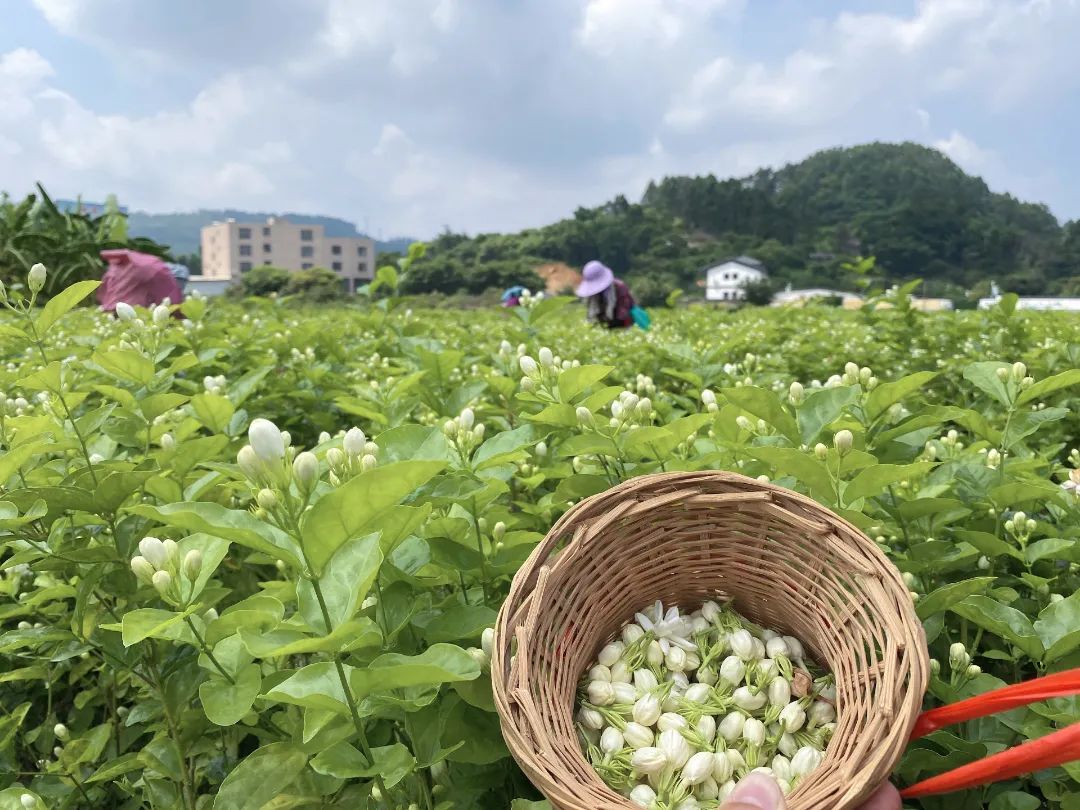 “香”承百年！看長(zhǎng)樂這朵花是如何開出“真金白銀”的……