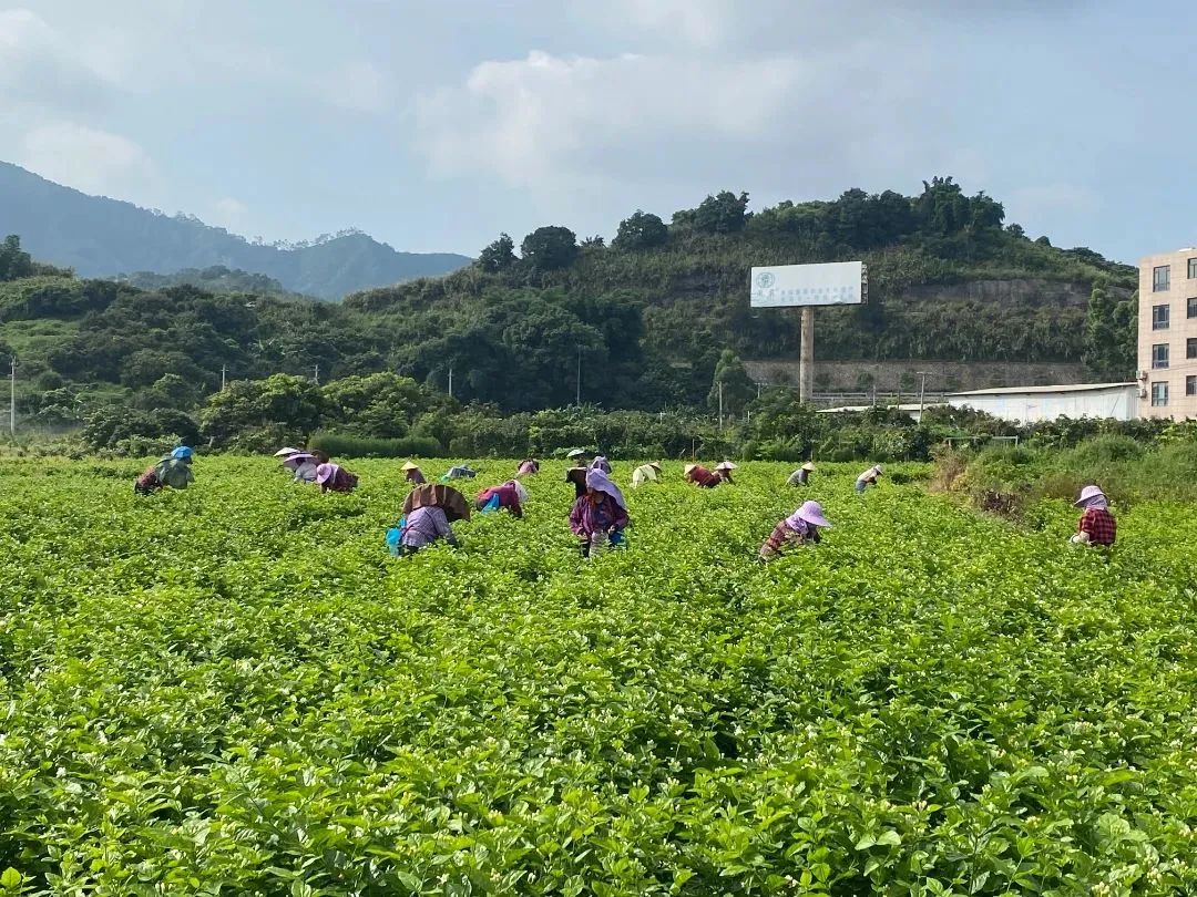 “香”承百年！看長(zhǎng)樂這朵花是如何開出“真金白銀”的……