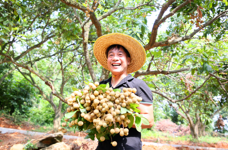 10萬株！產(chǎn)量500萬斤！長樂“黃金果”真甜！