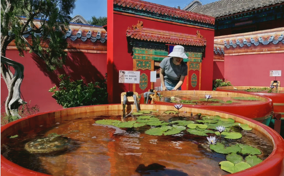 兩度進(jìn)京！高顏值的它，來(lái)自長(zhǎng)樂(lè)……