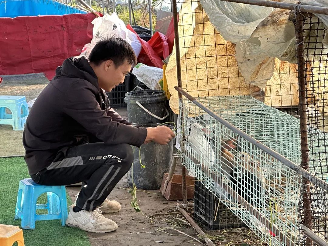 搶“鮮”亮相！長樂冬天草莓上市~