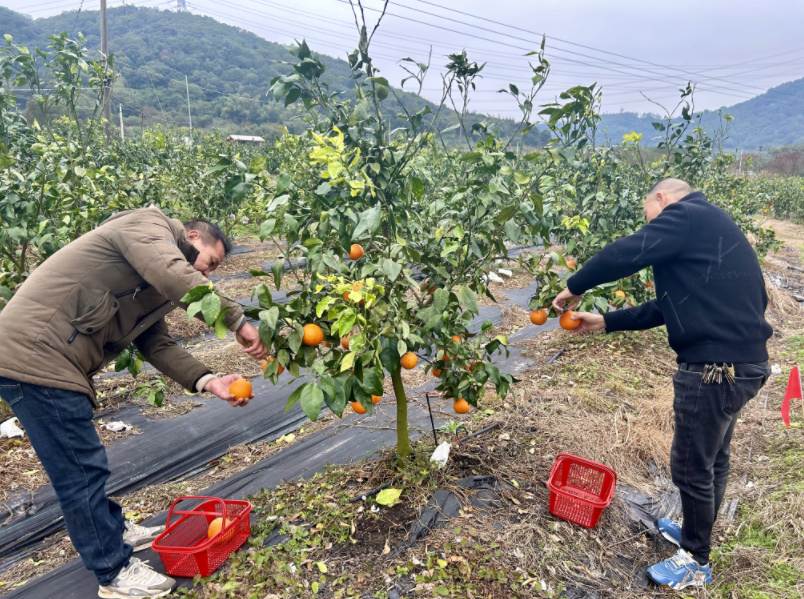甜蜜爆汁！“紅美人”來長樂啦！