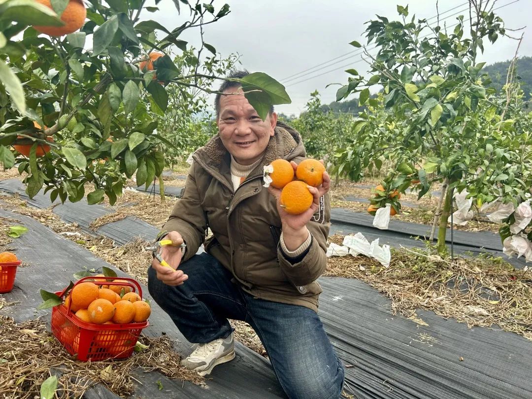 甜蜜爆汁！“紅美人”來長樂啦！