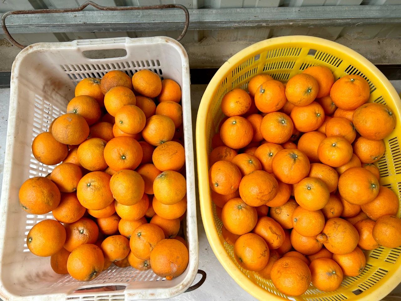 甜蜜爆汁！“紅美人”來長樂啦！
