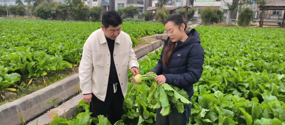 “致富菜”大豐收，就在長(zhǎng)樂(lè)湖光山色的這里……