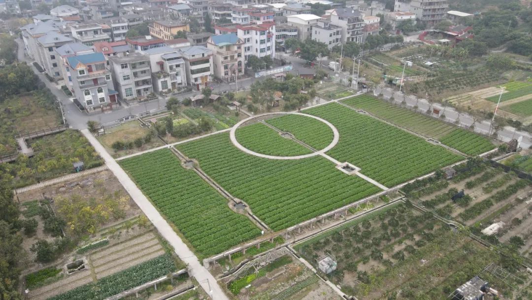 “致富菜”大豐收，就在長(zhǎng)樂(lè)湖光山色的這里……