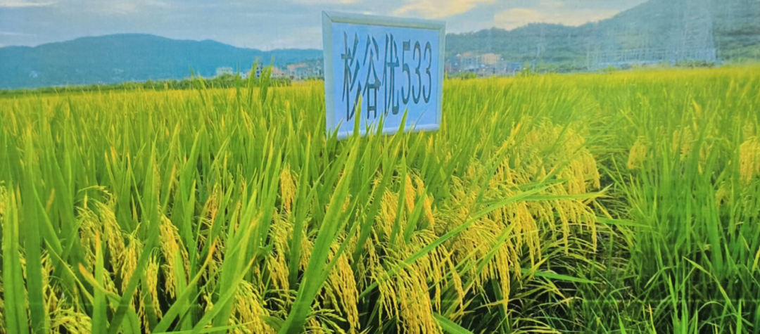 奔跑在春天！長(zhǎng)樂(lè)牢牢守護(hù)“希望的種子”