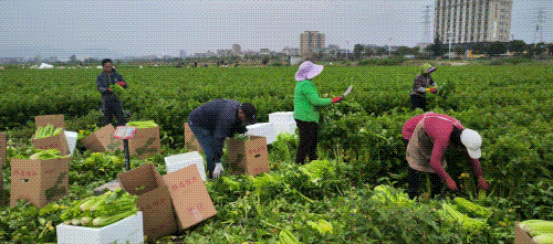 增收2000萬(wàn)！“芹”勞致富！