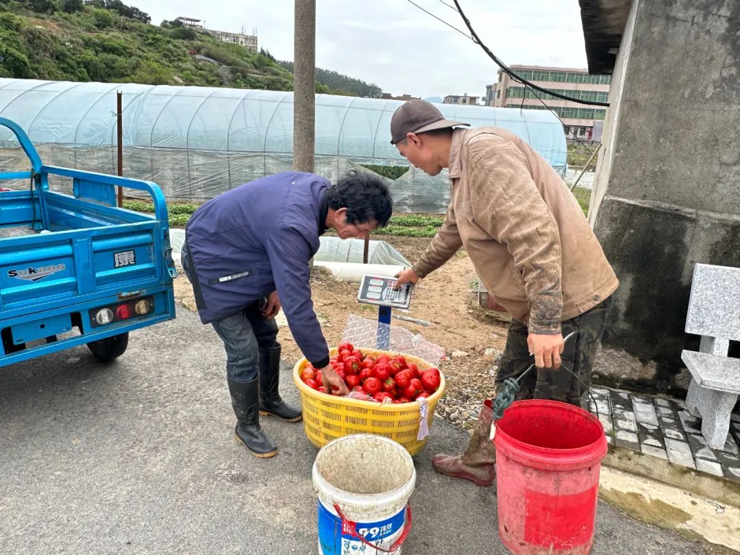 畝產(chǎn)萬(wàn)斤！搶鮮上“柿”！很多長(zhǎng)樂(lè)人都愛(ài)吃…….