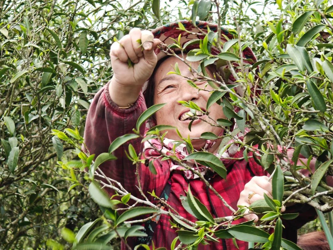 “長(zhǎng)樂(lè)茶”來(lái)了！味甘純凈，香味綿長(zhǎng)的它來(lái)自……