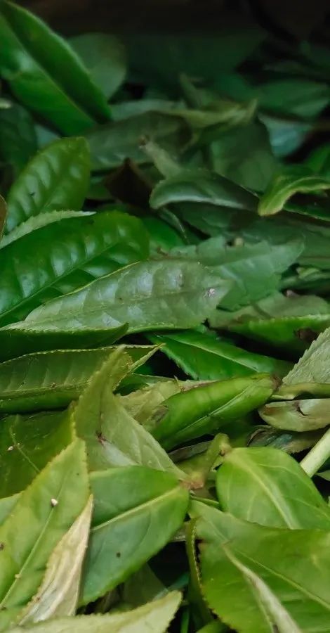 “長(zhǎng)樂(lè)茶”來(lái)了！味甘純凈，香味綿長(zhǎng)的它來(lái)自……